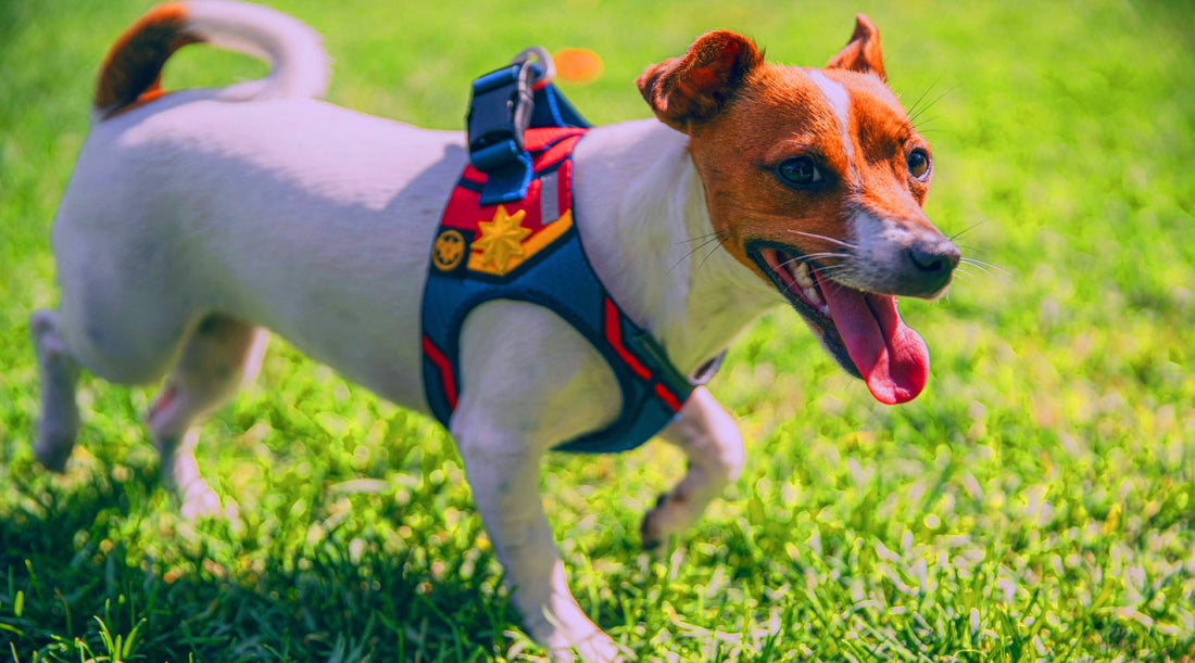 Front Clip Dog Harnesses: What Dogs Need Them?