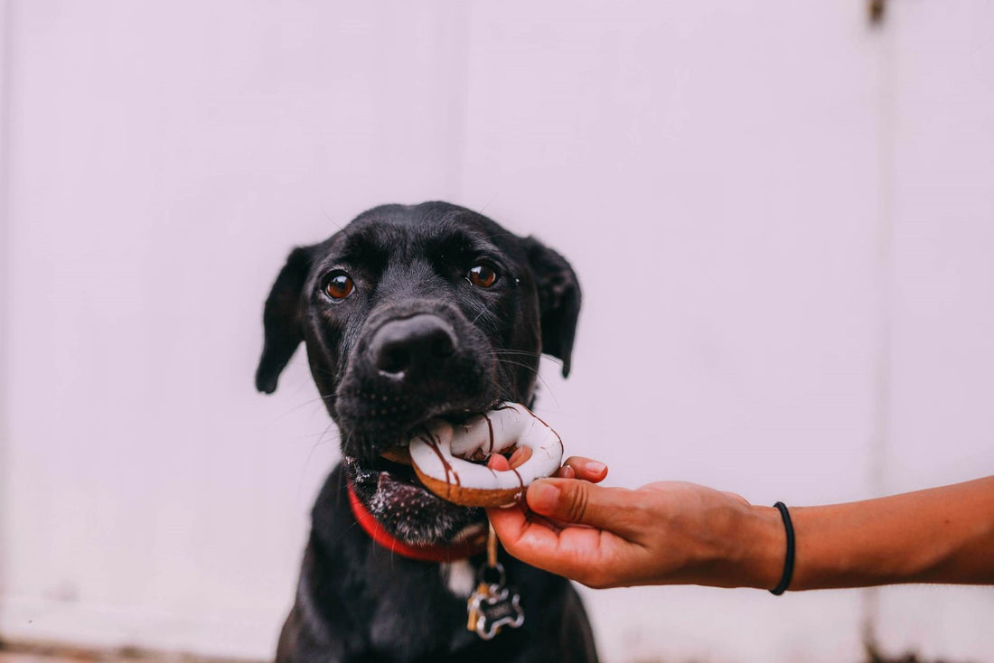 Can Dogs Eat Pastry? The Doughy Dilemma Unveiled - Bodewell Paws