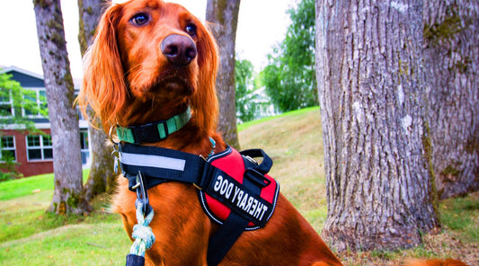 Are Dog Harnesses With Handles Necessary?