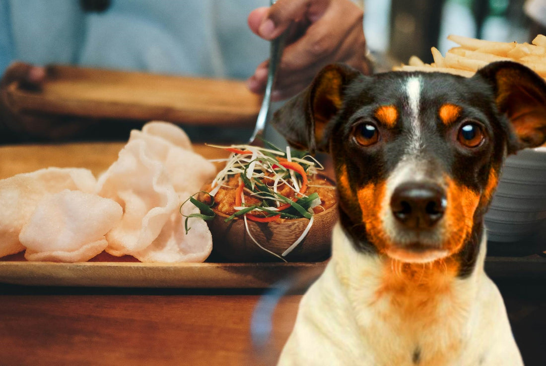 Can Dogs Eat Prawn Crackers? Unraveling the Tasty Mystery - Bodewell Paws