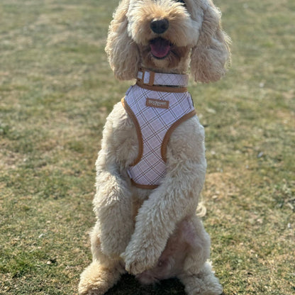 Elegant Adjustable Neck Harness